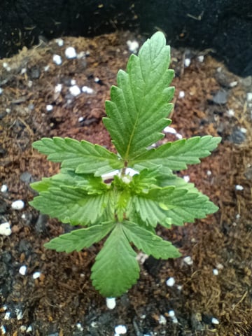 1st Grow Eva — seedling_rooting, day 13