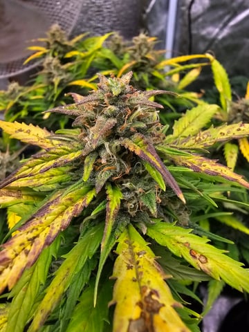 blackberry kush  — flower, day 1