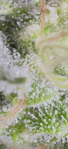 OG Kush — flower, day 131