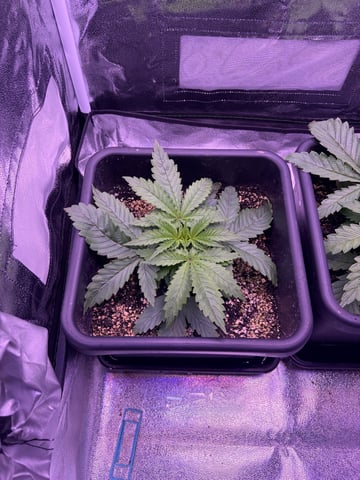 Cookies Haze — vegetative, day 25