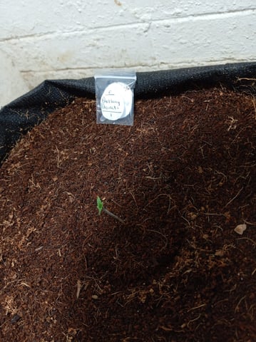 Blackberry Moonrocks 