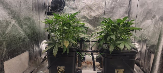 My First Grow