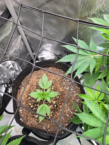 Purple Haze  — vegetative, day 46