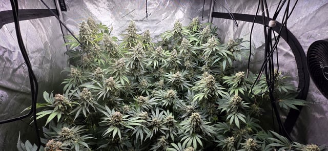 Maple Nectar  — flower, day 92