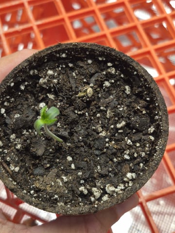 Grow 1 2026 Dream Widow — seedling_rooting, day 7