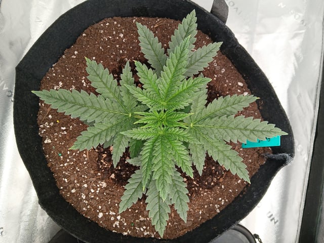 fruity pebbles, cap junky — vegetative, day 32