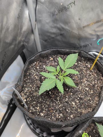 memphisto 3 bears OG, ethos high note r1 — vegetative, day 18