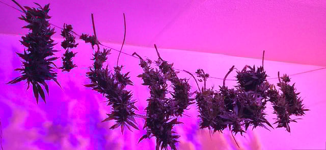 Mystery Weed Plant — harvest, day 181