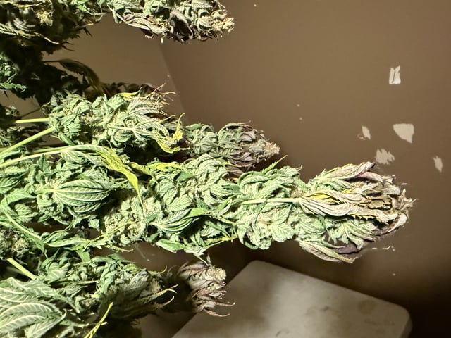 Blue Dream — harvest, day 115