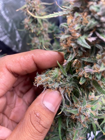 Auto Run #1 2025-2026 — flower, day 98