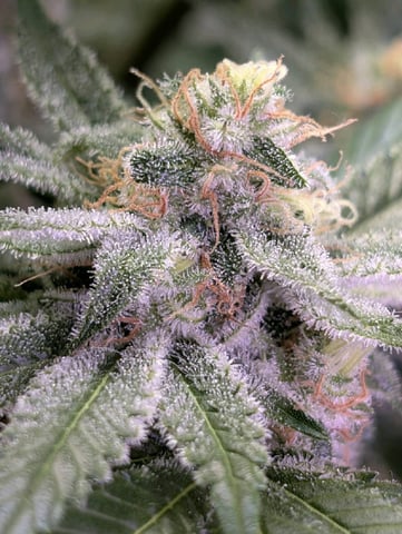 Golden Goat — flower, day 32