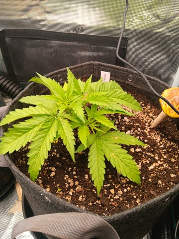 HP CC — vegetative, day 32