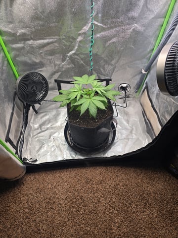 First grow — seedling_rooting, day 28