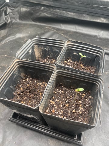 Blueberry — germination, day 8