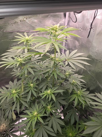Northern lights #10 2nd plant (Selkies) — flower, day 58