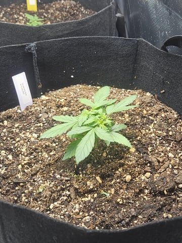 Fat Banana Auto  — vegetative, day 7