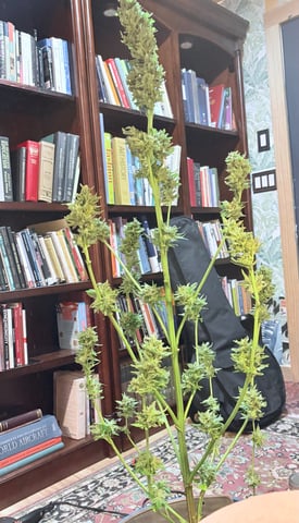mixing it up — flower, day 114