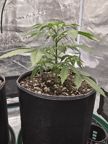 StrawZ (autoflower) — vegetative, day 29