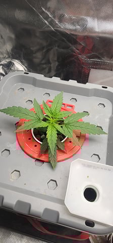 El Chemi Kiwi autoflower  — vegetative, day 11