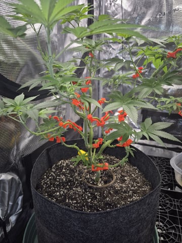 Grow 1 2026 Dream Widow — vegetative, day 73