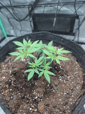 Girl Scout Cookies — vegetative, day 54