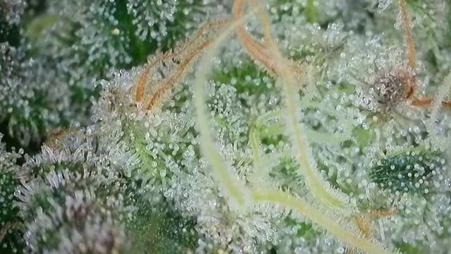 Cookies Usa — flower, day 107