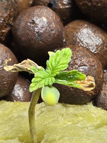 STELLA — seedling_rooting, day 24