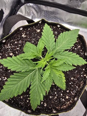 mc nuggets r1 — vegetative, day 14