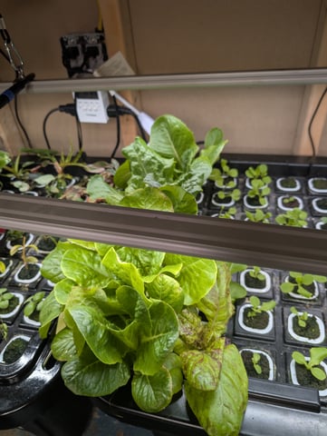 See what grows — vegetative, day 221