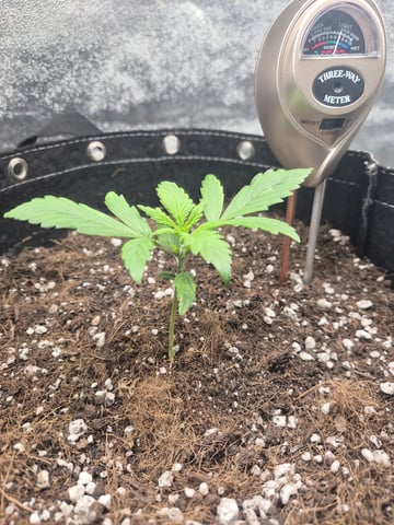 I'll get it right — vegetative, day 20