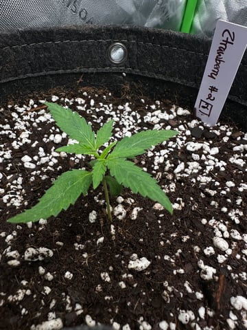 Ztrawberriez (Auto) 2026 - 1 — vegetative, day 16
