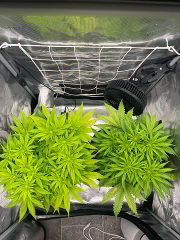 Gorilla Zkittlez & RS #11 — flower, day 57