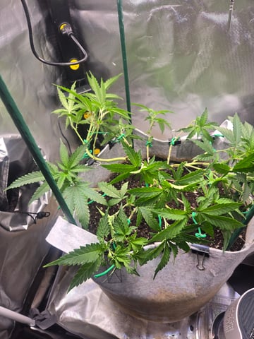 Looking for advice! — vegetative, day 42