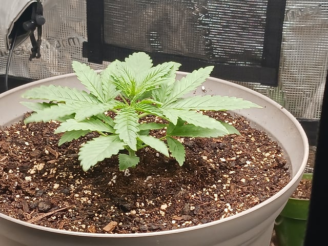 4th grow  — vegetative, day 146