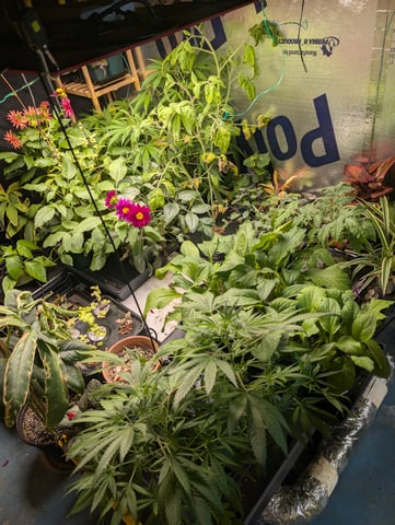 See what grows — vegetative, day 240