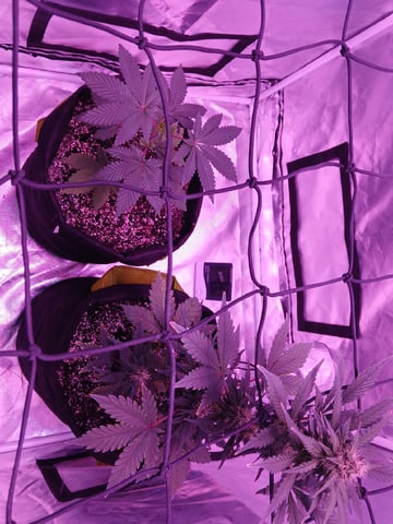 CountryG  — seedling_rooting, day 46