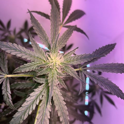 Gigawatt  — auto, day 91
