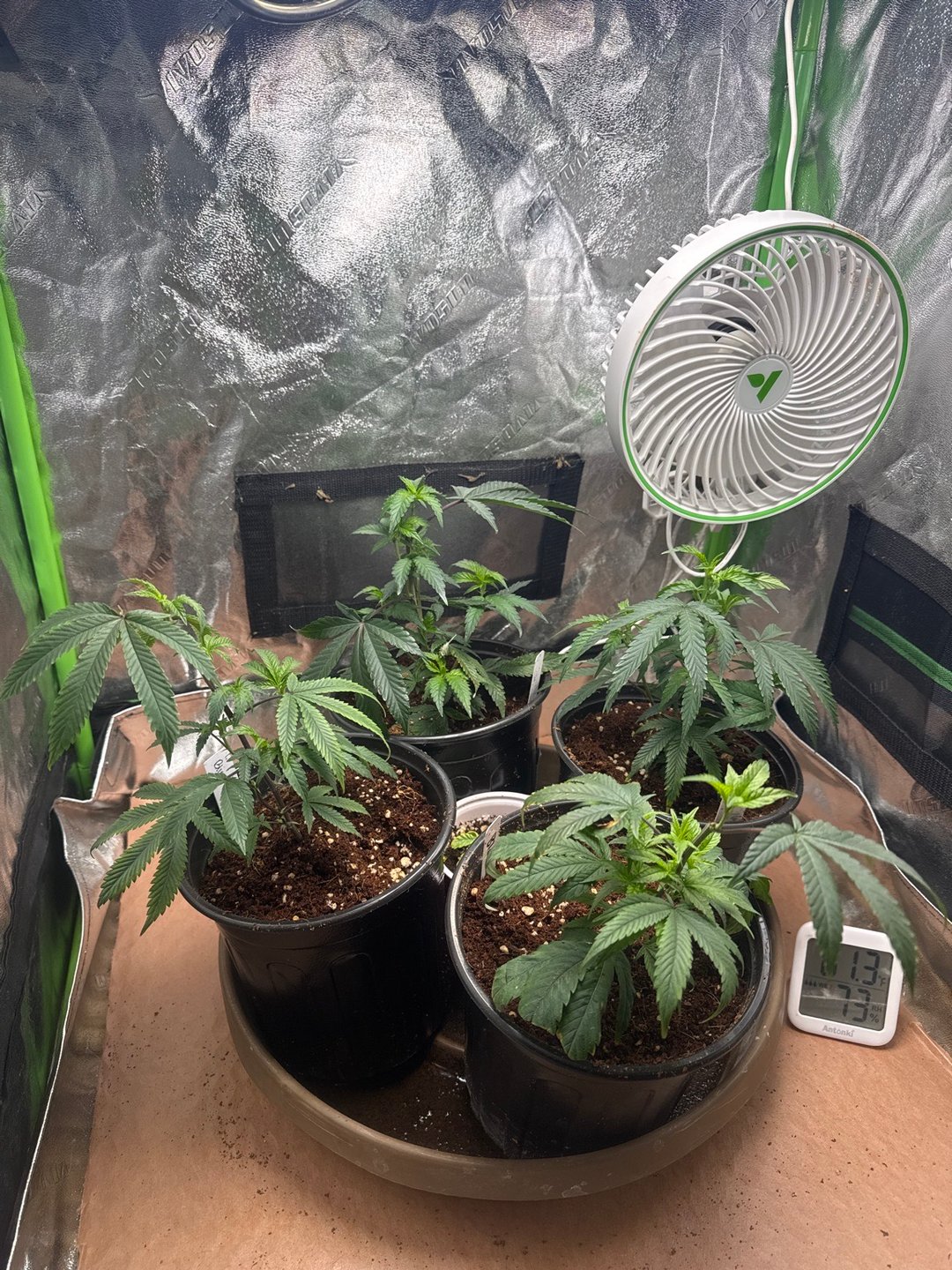 Second Indoor (all Clones)