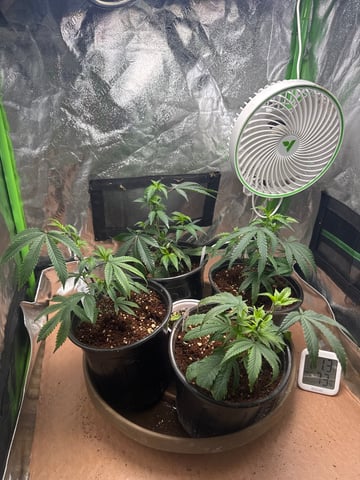 Second Indoor (all Clones) — vegetative, day 1