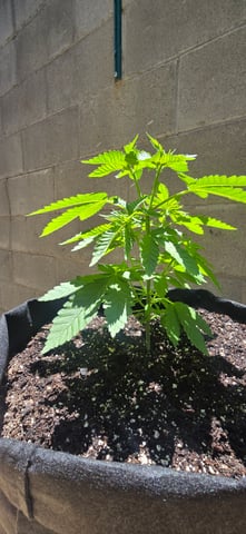 Mystery Weed Plant — vegetative, day 56