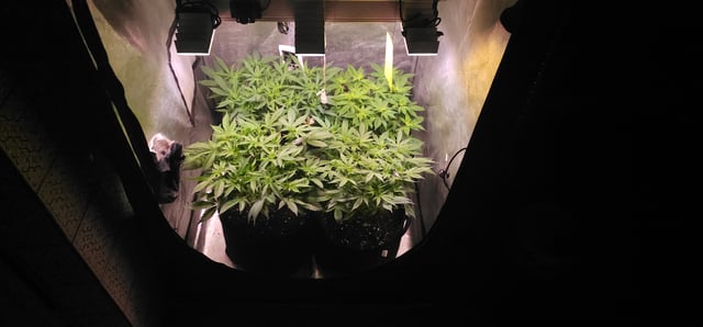 Cookies Usa — flower, day 60