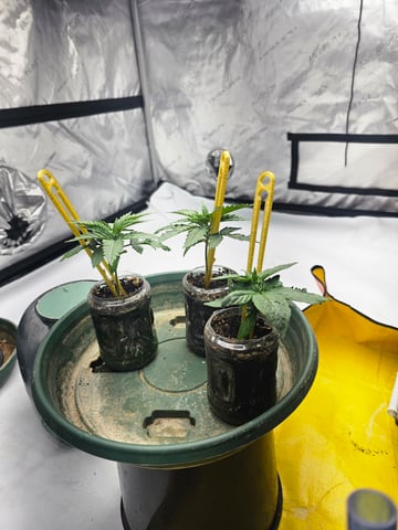 Canadian Sunshine ( Green Avenger Seeds) — grow_setup, day 1