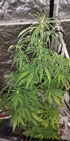 two clones and sour diesel  — flower, day 29