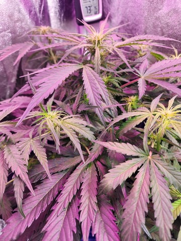 Grow 1Zkittles OGx2 & PEx1 — flower, day 42