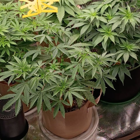 TentPlantLightFan — vegetative, day 60