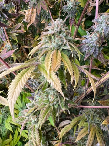 Hollywood Headband and LimeHeads  — flower, day 170