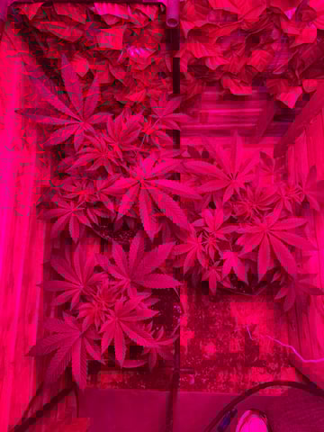 white runtz first grow  — flower, day 30