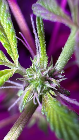 OG Kush — flower, day 61