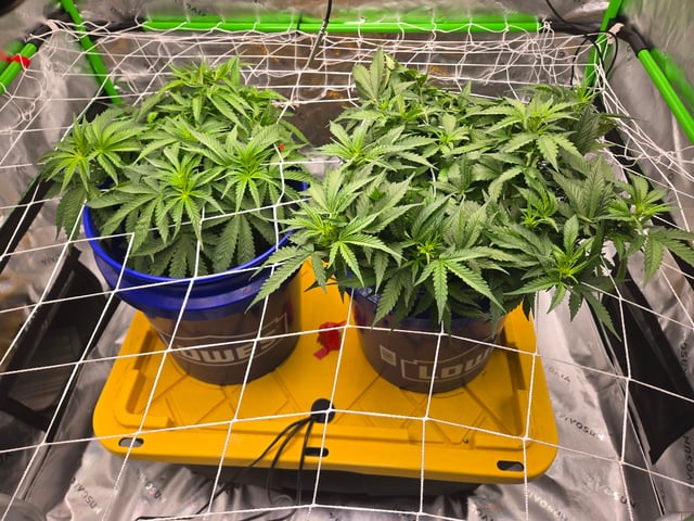 Fastbuds Autoflower Run — flower, day 42