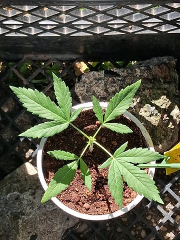 My First Grow — vegetative, day 88